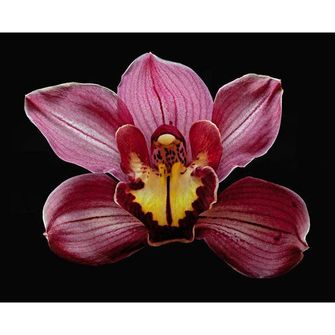 Orchid Eikoh Black Modern Wood Framed Art Print with Double Matting by Reynolds, Richard