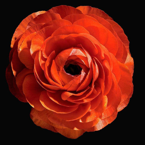 Persian Butercup Gold Ornate Wood Framed Art Print with Double Matting by Reynolds, Richard