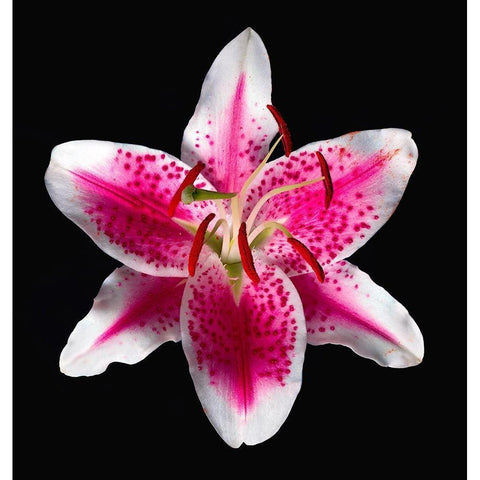 Oriental Lily ~ Stargazer Black Modern Wood Framed Art Print with Double Matting by Reynolds, Richard