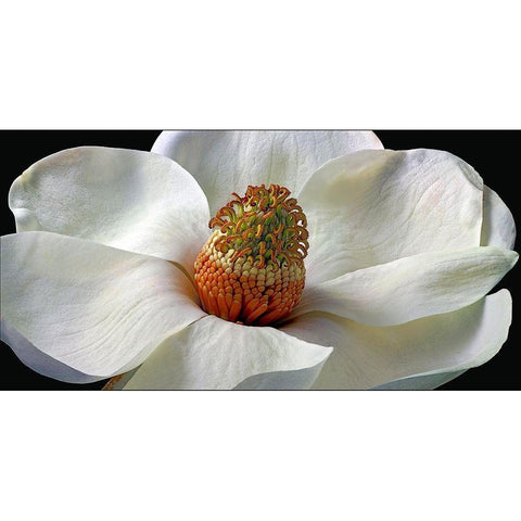 Southern Magnolia Gold Ornate Wood Framed Art Print with Double Matting by Reynolds, Richard