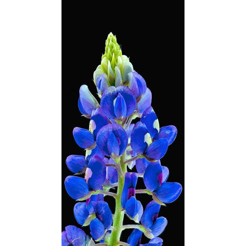 Texas Bluebonnet Black Modern Wood Framed Art Print with Double Matting by Reynolds, Richard