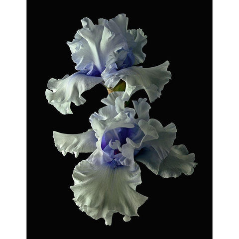 Tall Bearded Iris - Willamette Mist Black Modern Wood Framed Art Print with Double Matting by Reynolds, Richard