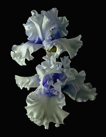 Tall Bearded Iris - Willamette Mist Black Ornate Wood Framed Art Print with Double Matting by Reynolds, Richard