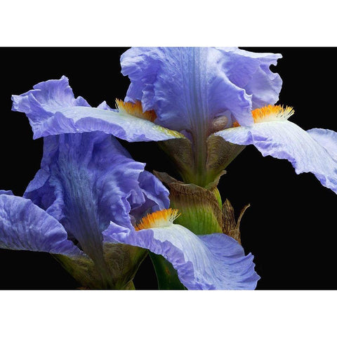 Tall Bearded Iris 3 Gold Ornate Wood Framed Art Print with Double Matting by Reynolds, Richard