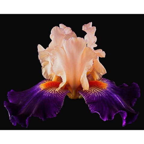 Tall Bearded Iris Zandra Black Modern Wood Framed Art Print by Reynolds, Richard
