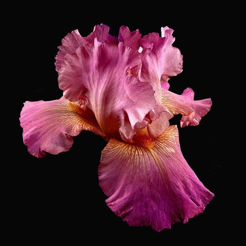 Tall Bearded Iris ~ Twice Thrilling Black Modern Wood Framed Art Print with Double Matting by Reynolds, Richard