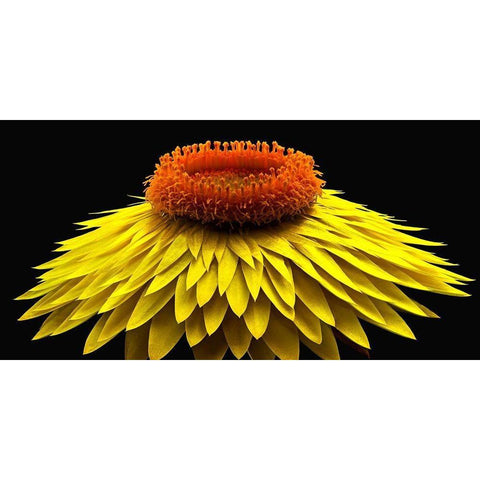 Strawflower White Modern Wood Framed Art Print by Reynolds, Richard