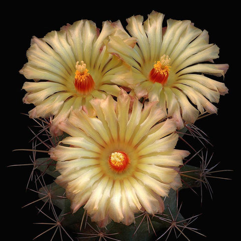 Scheers Cory Cactus Gold Ornate Wood Framed Art Print with Double Matting by Reynolds, Richard