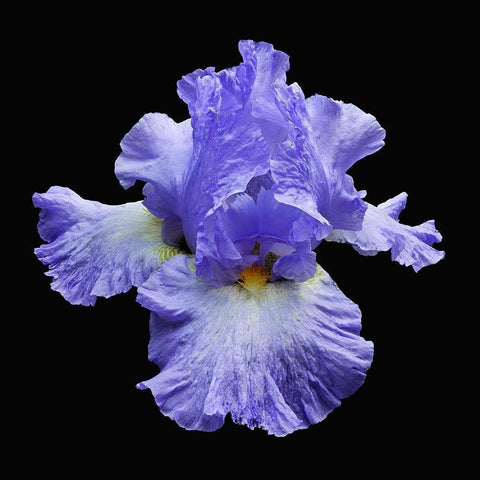 Tall Bearded Iris 2 Black Ornate Wood Framed Art Print with Double Matting by Reynolds, Richard