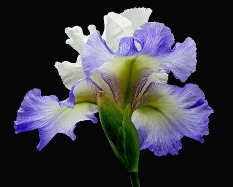 Tall Bearded Iris ~ Alizes White Modern Wood Framed Art Print with Double Matting by Reynolds, Richard