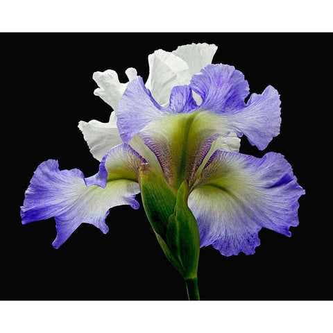 Tall Bearded Iris ~ Alizes White Modern Wood Framed Art Print by Reynolds, Richard