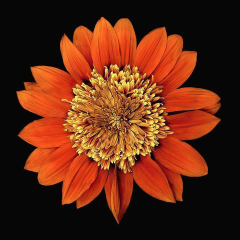 Treasure Flower - Orange Gnome White Modern Wood Framed Art Print by Reynolds, Richard