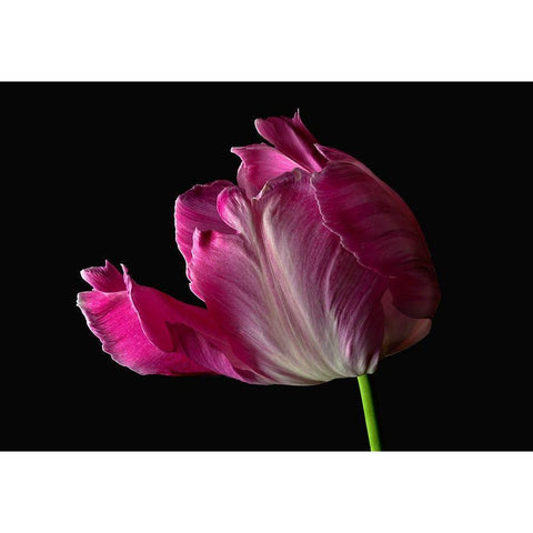 Parrot Tulip White Modern Wood Framed Art Print by Reynolds, Richard