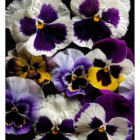 Pansies White Modern Wood Framed Art Print by Reynolds, Richard