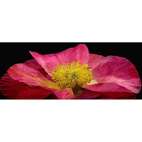 Shirley Poppy White Modern Wood Framed Art Print by Reynolds, Richard