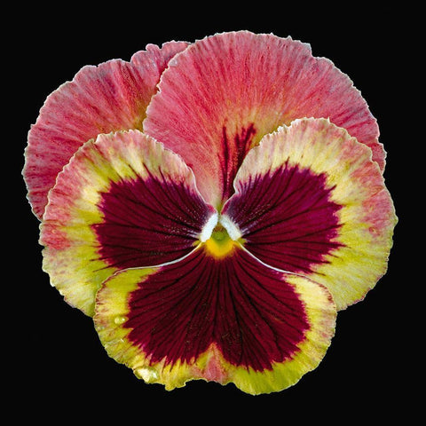 Pansy ~ Delta Fire White Modern Wood Framed Art Print with Double Matting by Reynolds, Richard