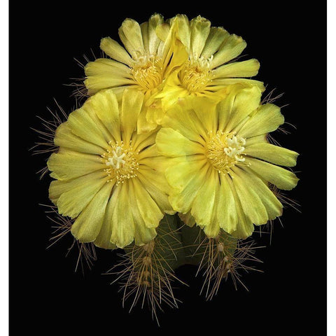 Parodia Magnifica White Modern Wood Framed Art Print by Reynolds, Richard