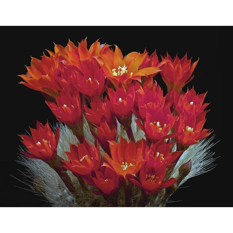 Rebutia Albipilosa - White-Haired Crown Cactus Black Modern Wood Framed Art Print by Reynolds, Richard