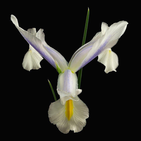 Dutch Iris 2 White Modern Wood Framed Art Print with Double Matting by Reynolds, Richard