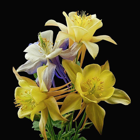 Columbines ~ Origami Mix White Modern Wood Framed Art Print with Double Matting by Reynolds, Richard