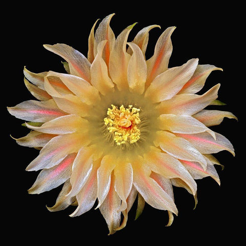 Eriosyce Carrizalensis White Modern Wood Framed Art Print by Reynolds, Richard