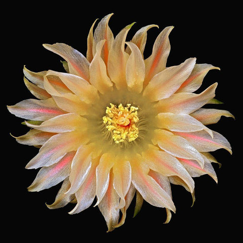 Eriosyce Carrizalensis Black Ornate Wood Framed Art Print with Double Matting by Reynolds, Richard