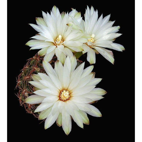 Gymnocalycium Mesopotamicum Gold Ornate Wood Framed Art Print with Double Matting by Reynolds, Richard