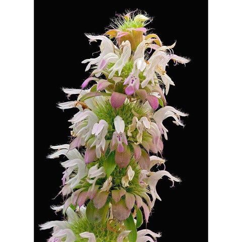 Horsemint Gold Ornate Wood Framed Art Print with Double Matting by Reynolds, Richard