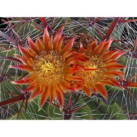 Herrerrae White Modern Wood Framed Art Print by Reynolds, Richard