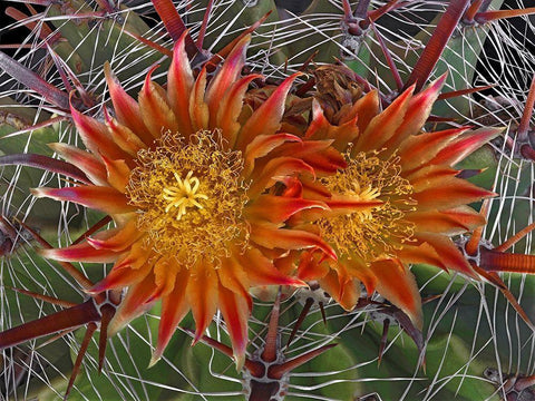 Herrerrae Black Ornate Wood Framed Art Print with Double Matting by Reynolds, Richard