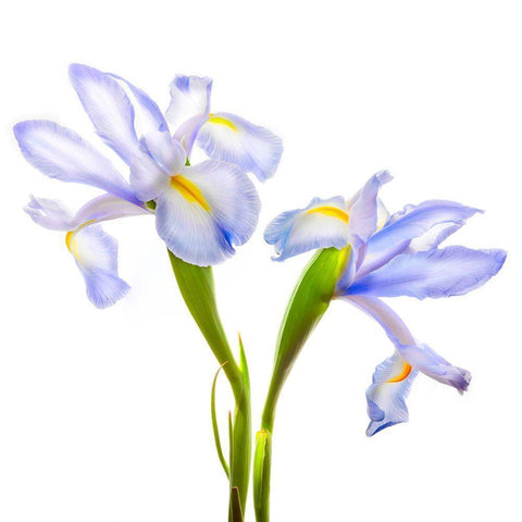 Iris It Blue Black Modern Wood Framed Art Print by Reynolds, Richard