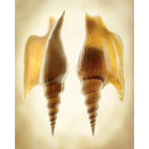 Listers Conch 2 White Modern Wood Framed Art Print by Reynolds, Richard