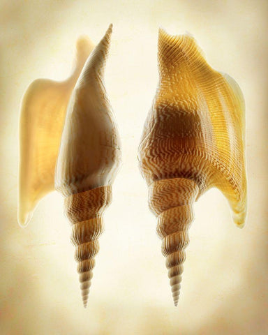 Listers Conch 2 White Modern Wood Framed Art Print with Double Matting by Reynolds, Richard