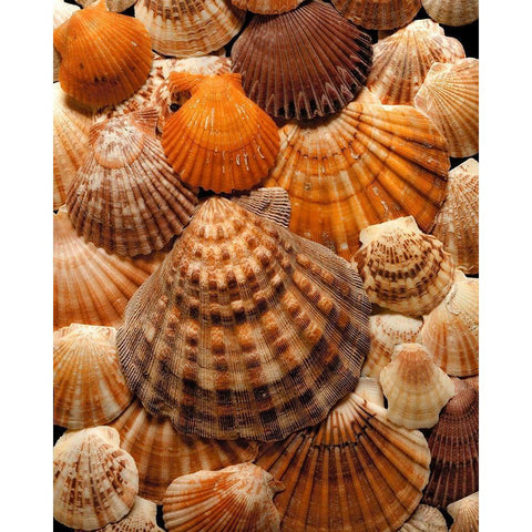 Pectins White Modern Wood Framed Art Print by Reynolds, Richard