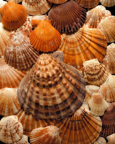 Pectins Black Ornate Wood Framed Art Print with Double Matting by Reynolds, Richard