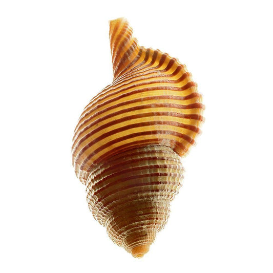 Image Only