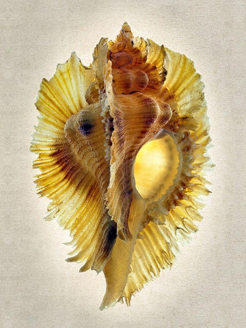 Miyoko Murex Black Ornate Wood Framed Art Print with Double Matting by Reynolds, Richard