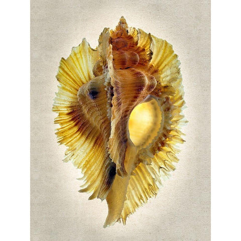 Miyoko Murex Black Modern Wood Framed Art Print by Reynolds, Richard