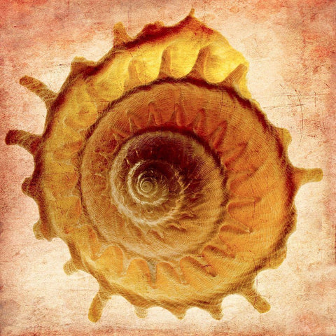 Stellaria Solaris White Modern Wood Framed Art Print by Reynolds, Richard