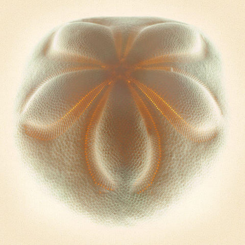 Sea Biscuit Tan Black Modern Wood Framed Art Print with Double Matting by Reynolds, Richard