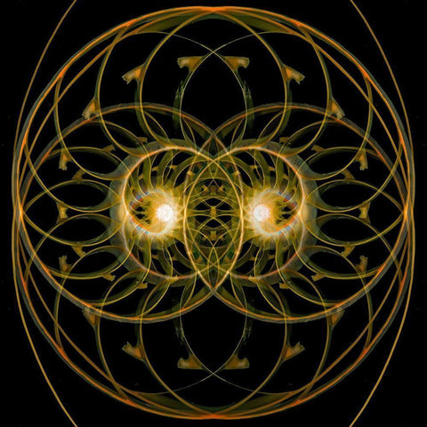 Nautilus Quad Black Modern Wood Framed Art Print with Double Matting by Reynolds, Richard