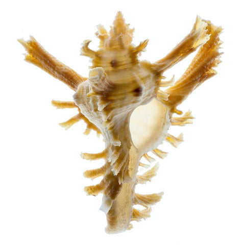 Banks Murex 2 Black Modern Wood Framed Art Print with Double Matting by Reynolds, Richard