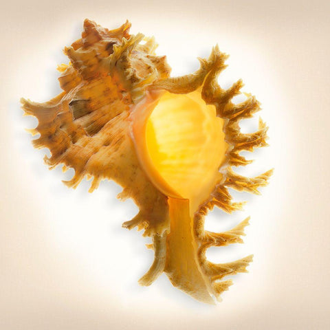 Branched Murex Black Modern Wood Framed Art Print by Reynolds, Richard