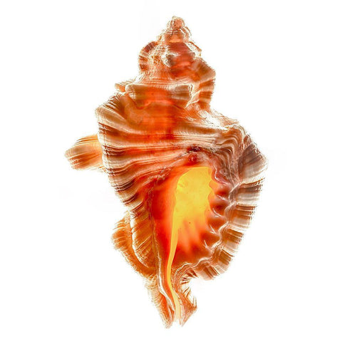 Lotoria Perryi White Modern Wood Framed Art Print with Double Matting by Reynolds, Richard