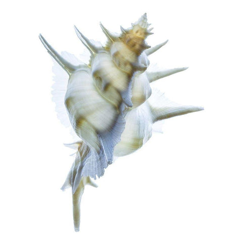 Murex Alabaster I Black Modern Wood Framed Art Print with Double Matting by Reynolds, Richard