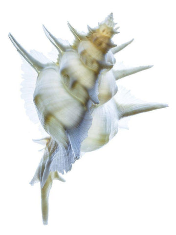 Murex Alabaster I Black Ornate Wood Framed Art Print with Double Matting by Reynolds, Richard