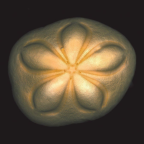 Sea Biscuit Black Ornate Wood Framed Art Print with Double Matting by Reynolds, Richard