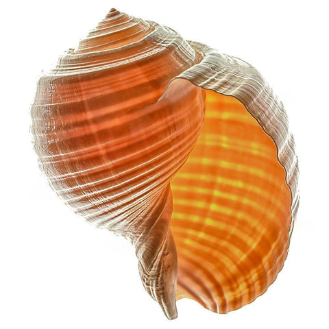 Tonna Galea Black Modern Wood Framed Art Print by Reynolds, Richard