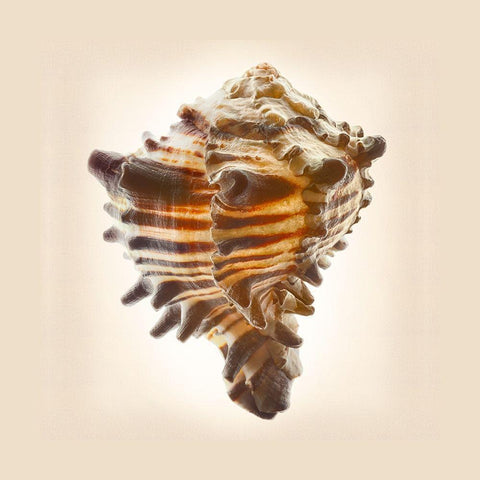 Hexaplex Nigritus Black Modern Wood Framed Art Print by Reynolds, Richard