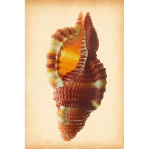 Cymatium Bibbeyi White Modern Wood Framed Art Print by Reynolds, Richard